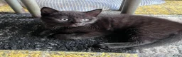Mixed Breed cats for sale: Adorable Kittens Ready for Their New Hom - Advert 9