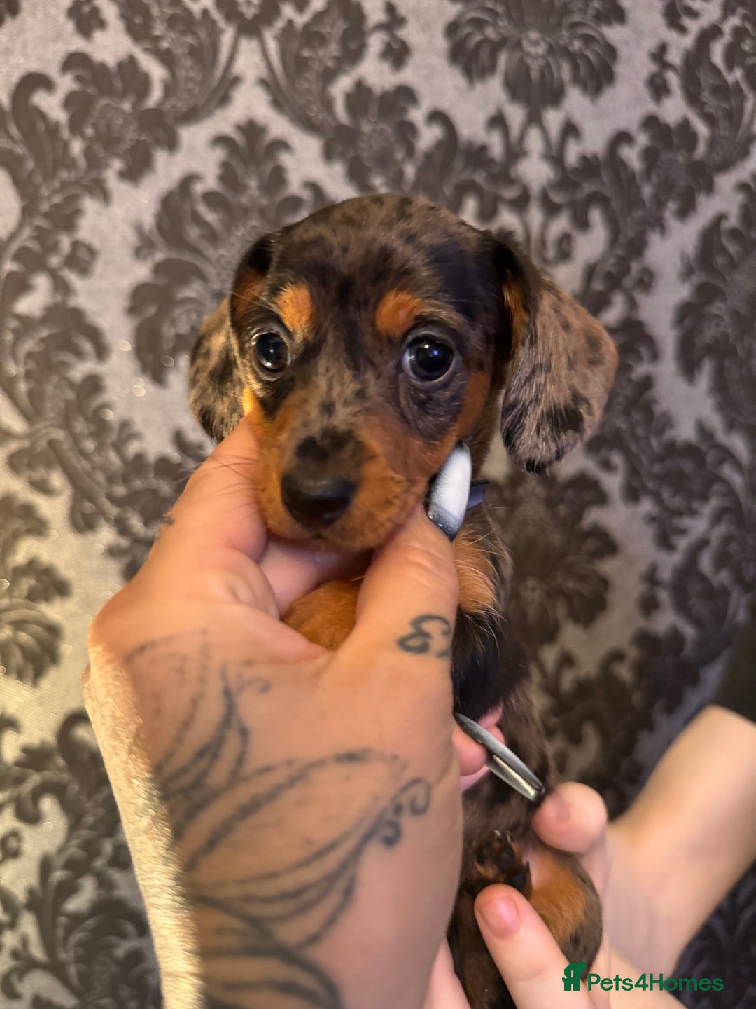 Dachshund dogs for sale: **** Absolutely Stunning Babies **** - Advert 22