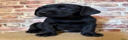 Labrador Retriever dogs for sale: BLACK LAB PUPS 270 CLEAR DNA - READY NOW  - Advert 10