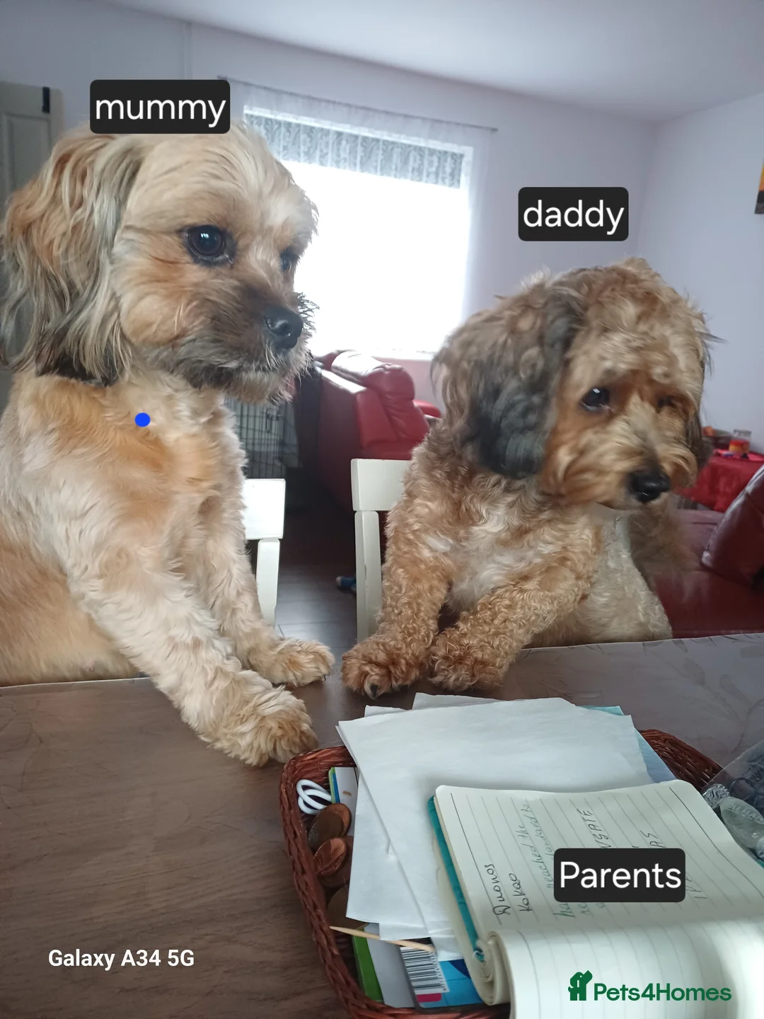 Maltipoo dogs for sale: Maltipoo puppies - Advert 6