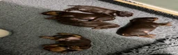 Sprocker dogs for sale: Beautiful Sprocker puppies  - Advert 24