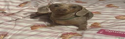 Miniature Dachshund dogs for stud: Isabella & tan miniature Dachshund stud  - Advert 3