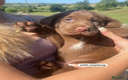 Springador dogs for sale: Quality Springador puppies for sale  - Image 5