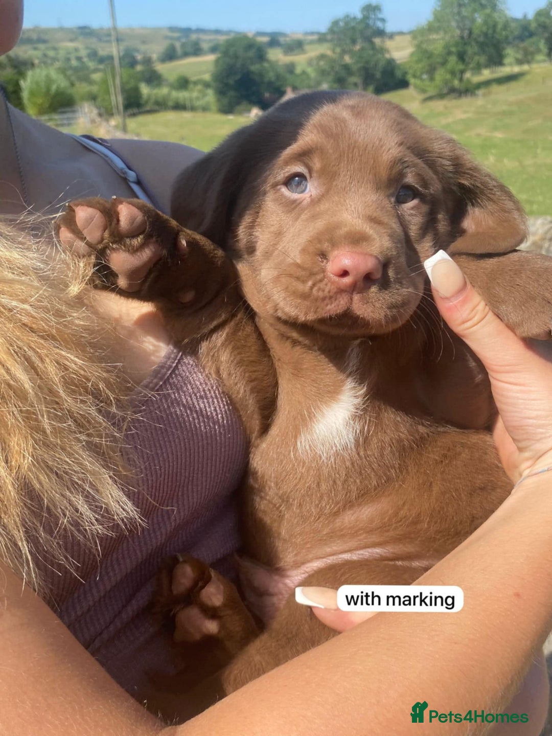 Springador dogs for sale: Quality Springador puppies for sale  - Image 5