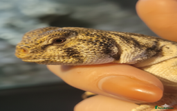 Lizard reptiles for sale: Uromastyx thomasi female  - Image 2
