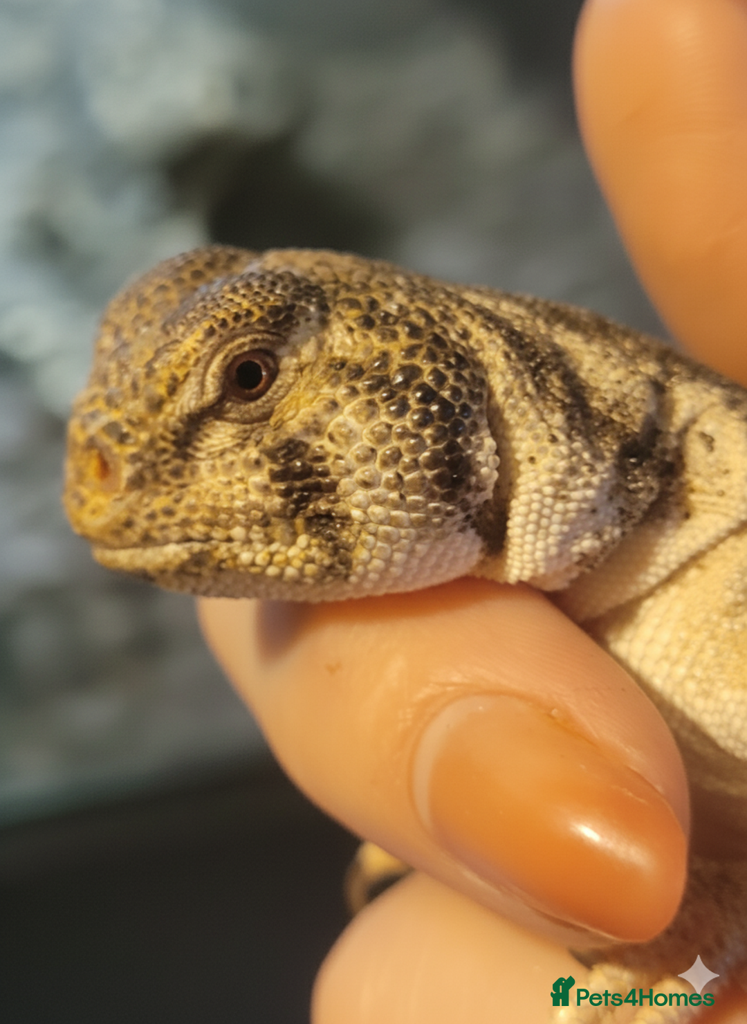 Lizard reptiles for sale: Uromastyx thomasi female  - Image 2