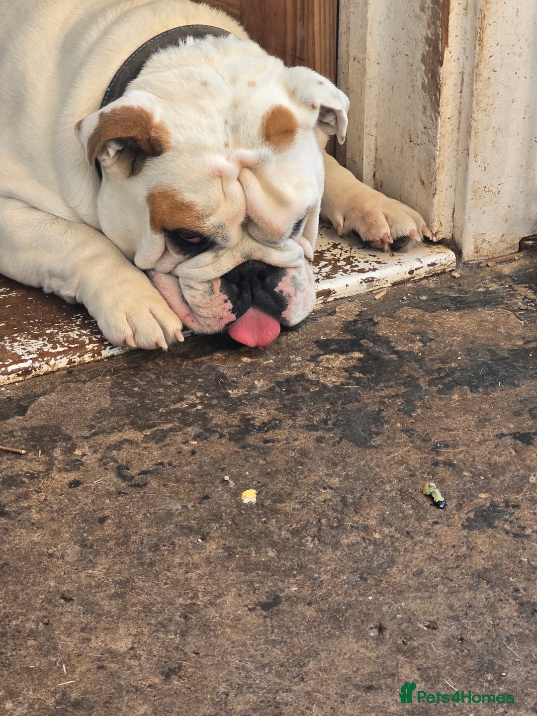 English Bulldog dogs for sale: 4 year old male english bulldog  - Advert 3
