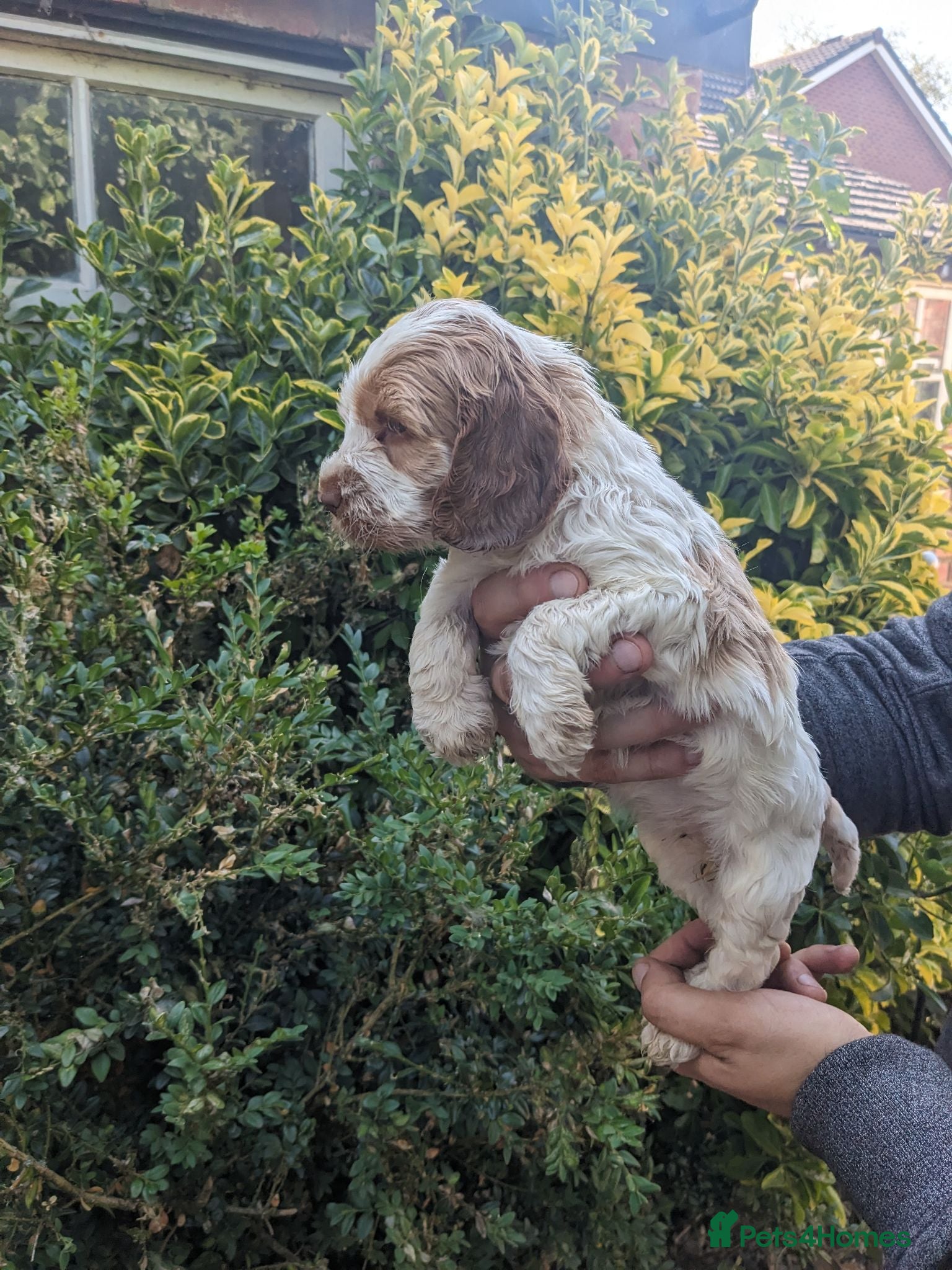 Cockapoo dogs Cockapoo puppies available 28th August Bank Holida - Advert 1