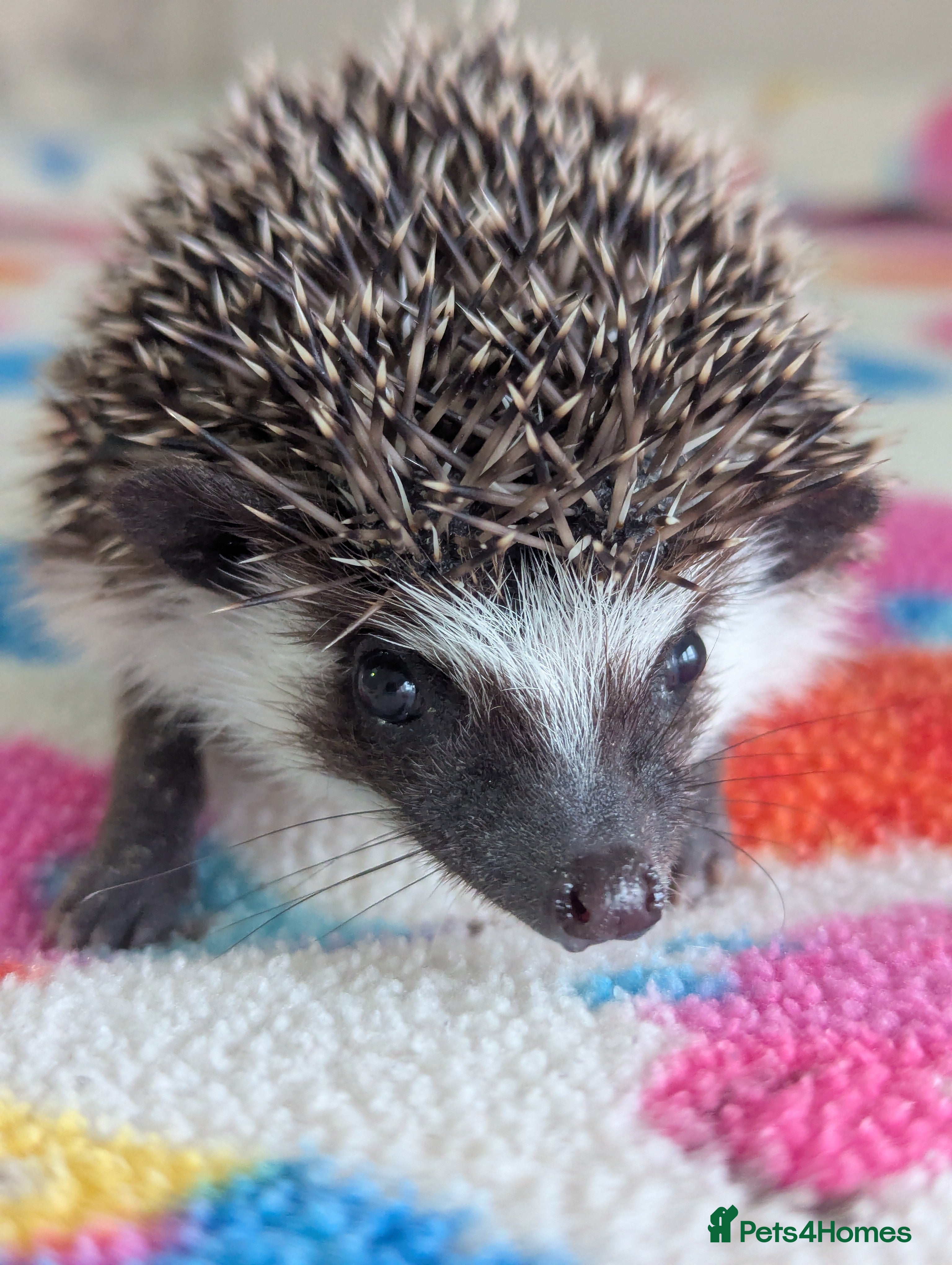 Pygmy Hedgehog rodents Gorgeous Baby Hoglets/ Ready to Reserve!!! - Advert 6