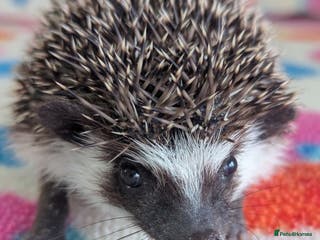 Pygmy Hedgehog rodents Gorgeous Baby Hoglets/ Ready to Reserve!!! - Advert 6