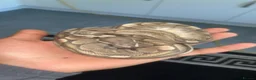 Python Snake reptiles for sale: 2 Royal Python  - Advert 1
