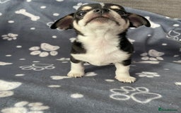 Chihuahua dogs for sale: Chihuahua Puppy 3 - 2 boy, 1 girl  chihuahua  - Image 17