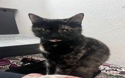 British Shorthair cats for sale: Female British Shorthair  - Image 4