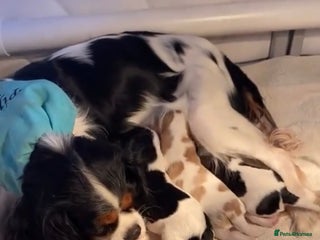 Cavalier King Charles Spaniel dogs Treated Cavalier king charles puppies - Advert 3