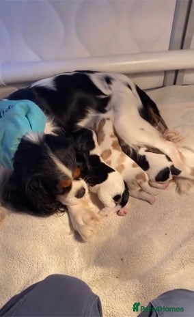 Cavalier King Charles Spaniel dogs Treated Cavalier king charles puppies - Advert 4