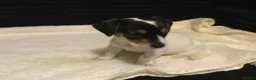Mixed Breed dogs for sale: super tiny pups  - Advert 12