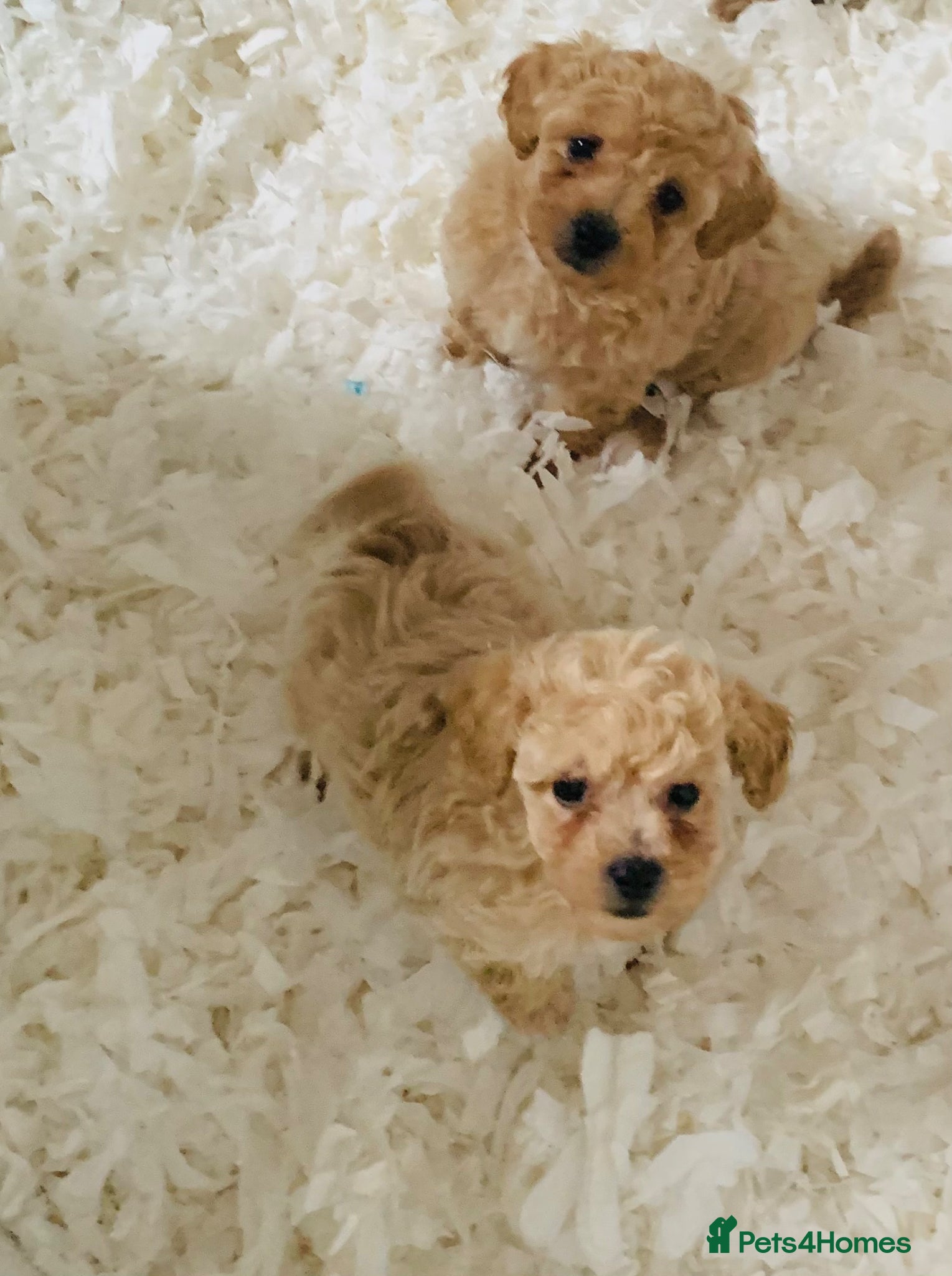 Poochon dogs for sale: Outstanding Poochon puppies  - Advert 3