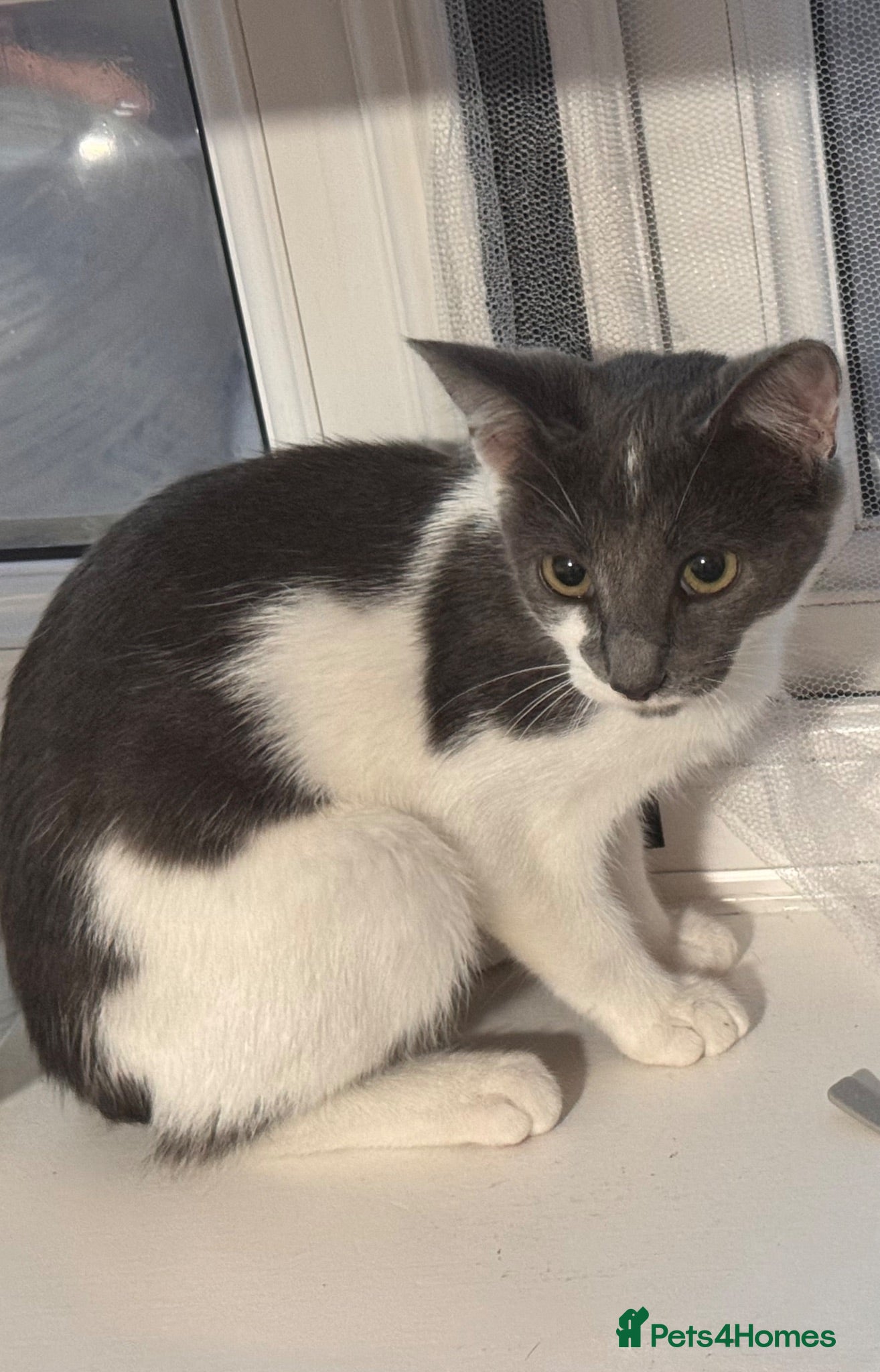 Mixed Breed cats Mazakin - Advert 1