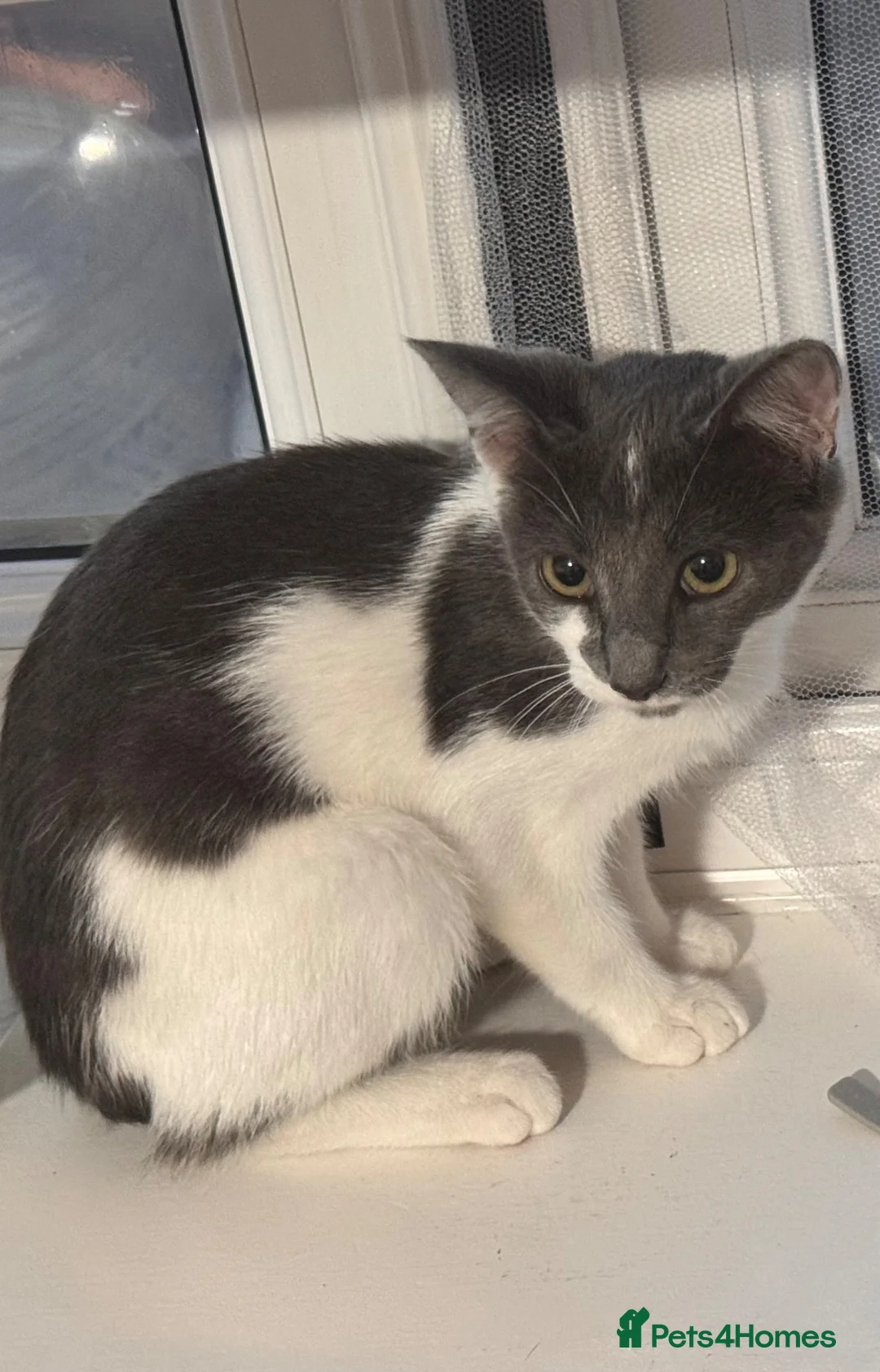 Mixed Breed cats for sale: Mazakin - Advert 1