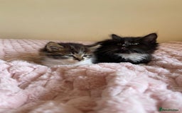 Maine Coon cats for sale: Maine Coon Cross Kittens  - Image 5