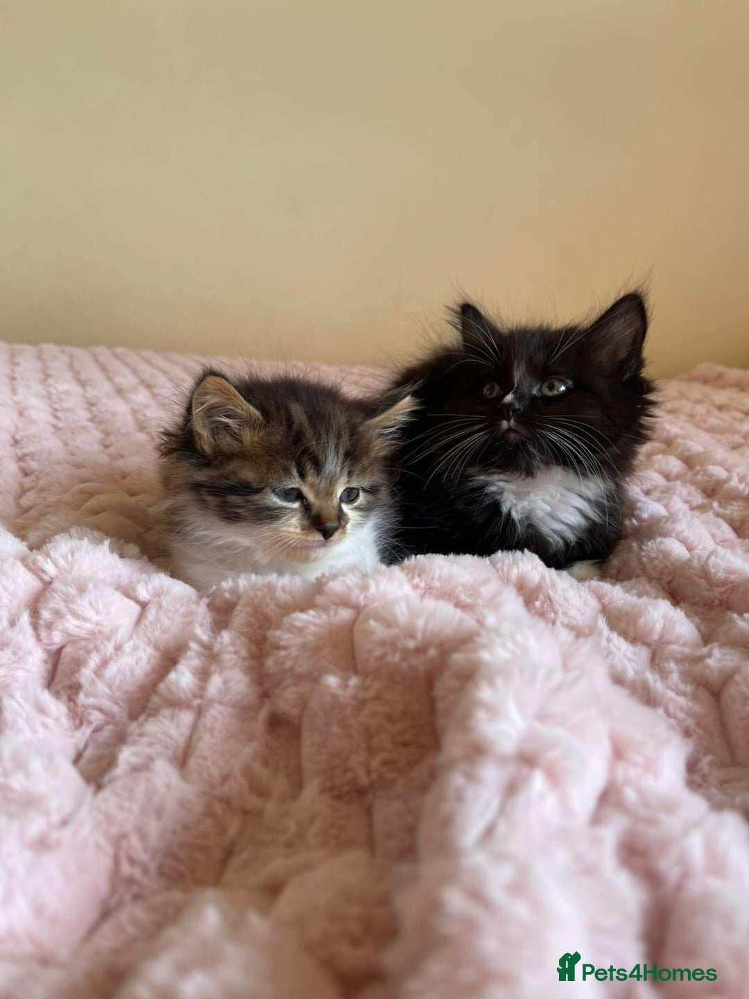 Maine Coon cats for sale: Maine Coon Cross Kittens  - Image 5