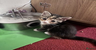 Mixed Breed cats - Advert 1