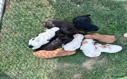 Cocker Spaniel dogs for sale: 5th generation, family, Cocker Spaniel Puppies - Image 4