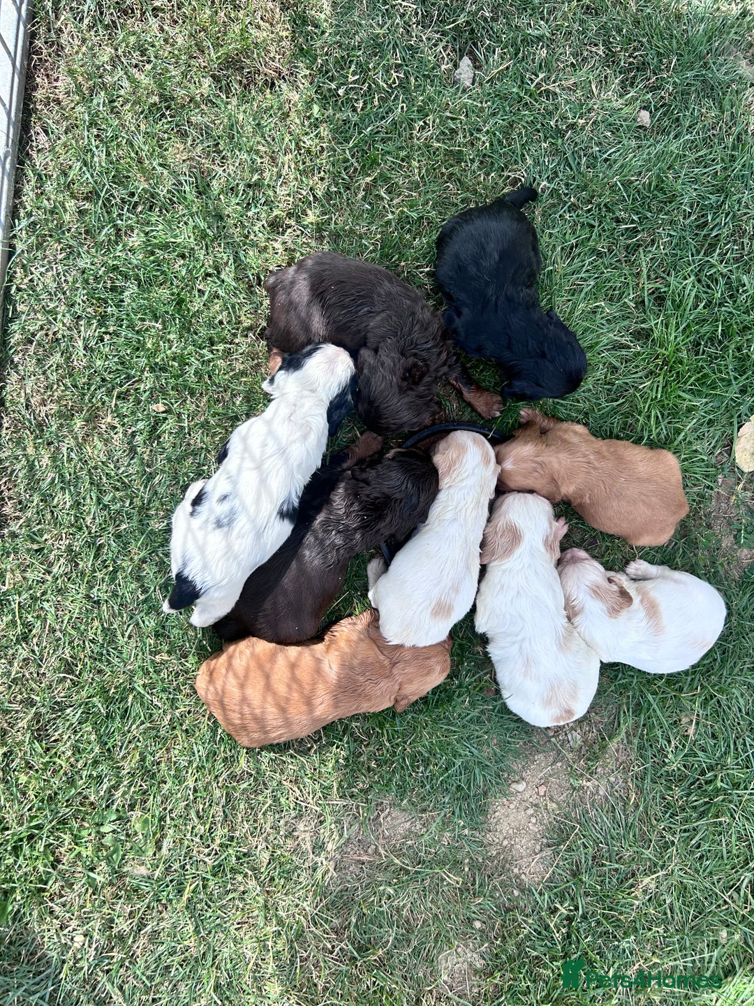 Cocker Spaniel dogs for sale: 5th generation, family, Cocker Spaniel Puppies - Image 4