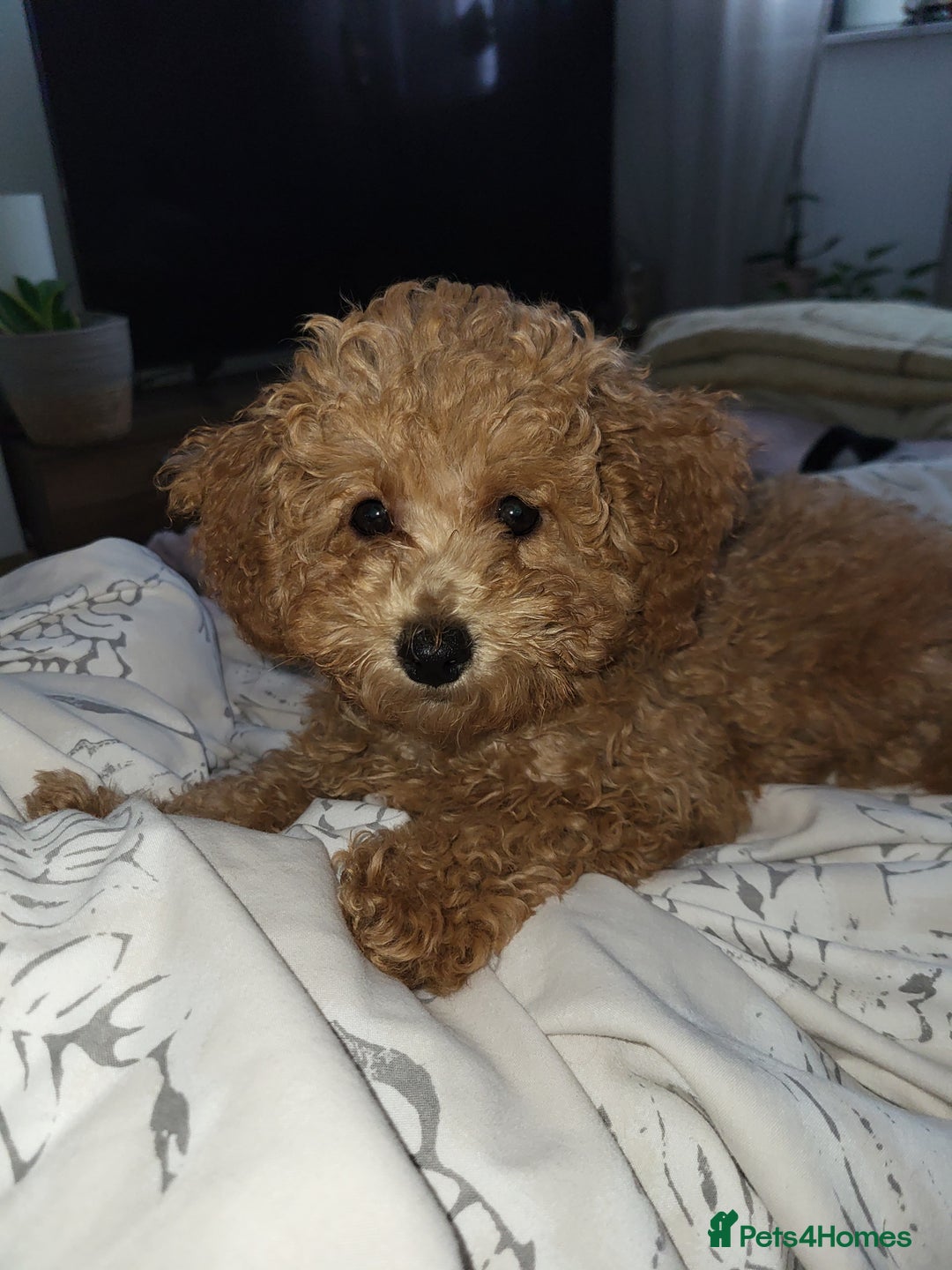 Maltipoo dogs for sale: Maltipoo  - Image 5