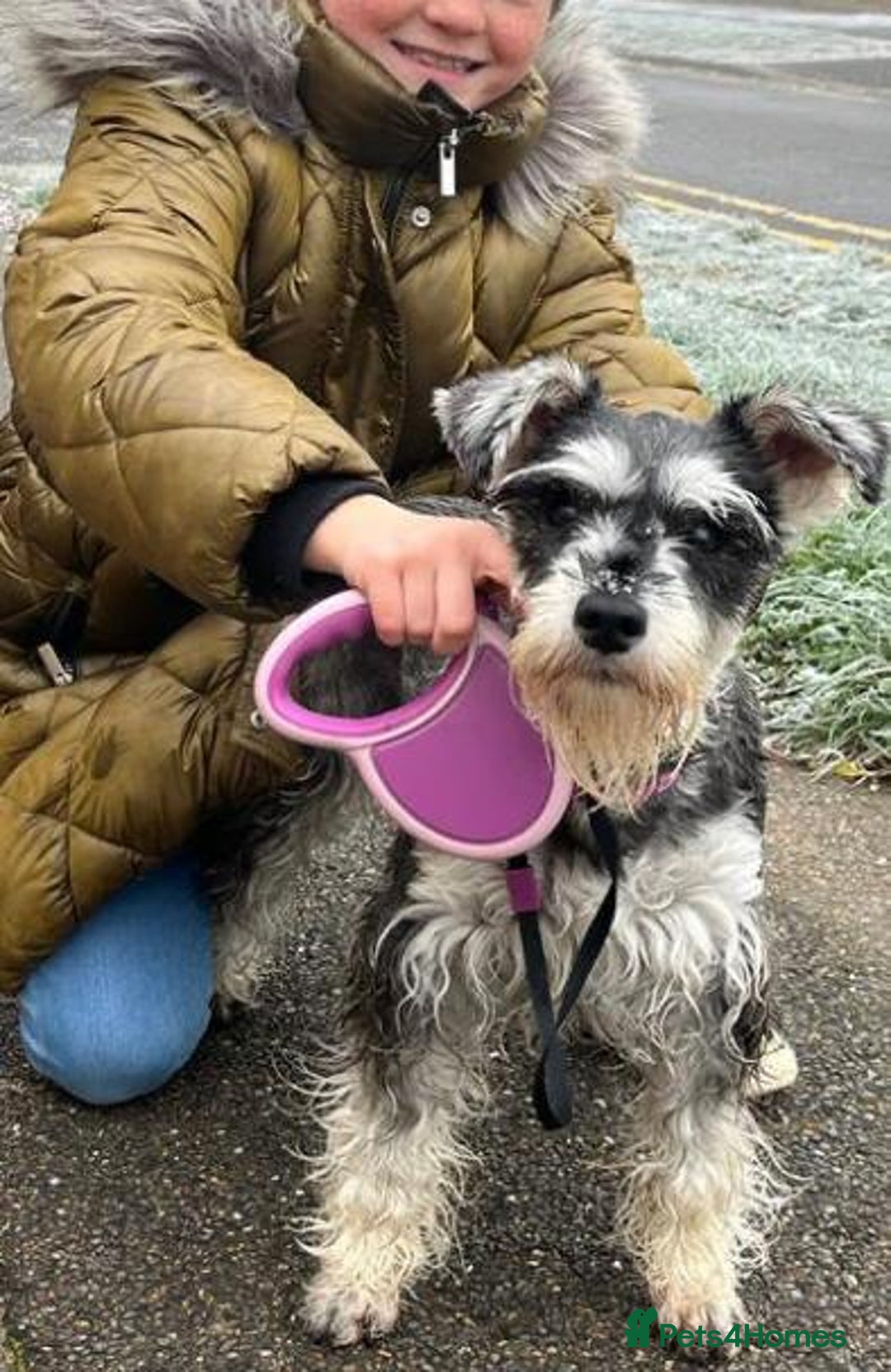 Miniature Schnauzer dogs for sale: 1 beautiful boy left - Image 3