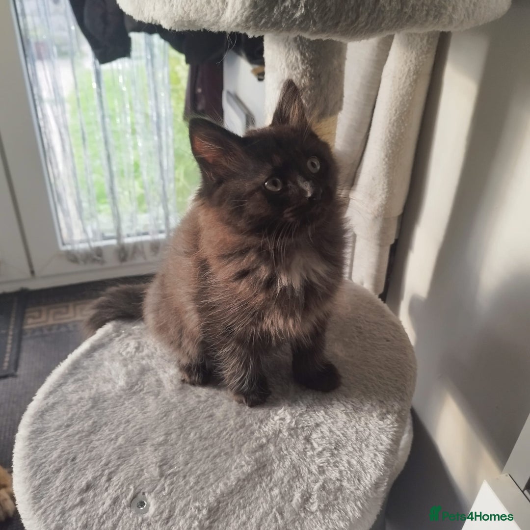 Ragdoll cats for sale: 5 ADORABLE RAGDOLL X KITTENS FOR SALE - Image 21