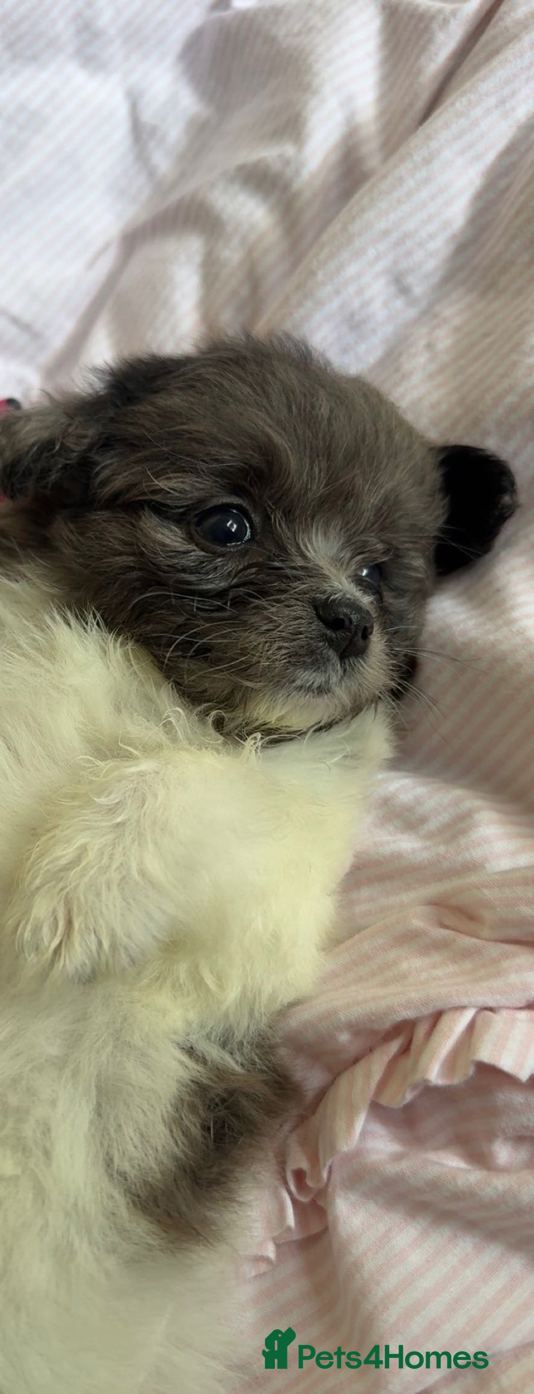 Mixed Breed dogs for sale: Beautiful Pomachons  - Image 8