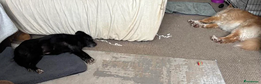 Mixed Breed dogs for adoption: Venus for adoption - Advert 6