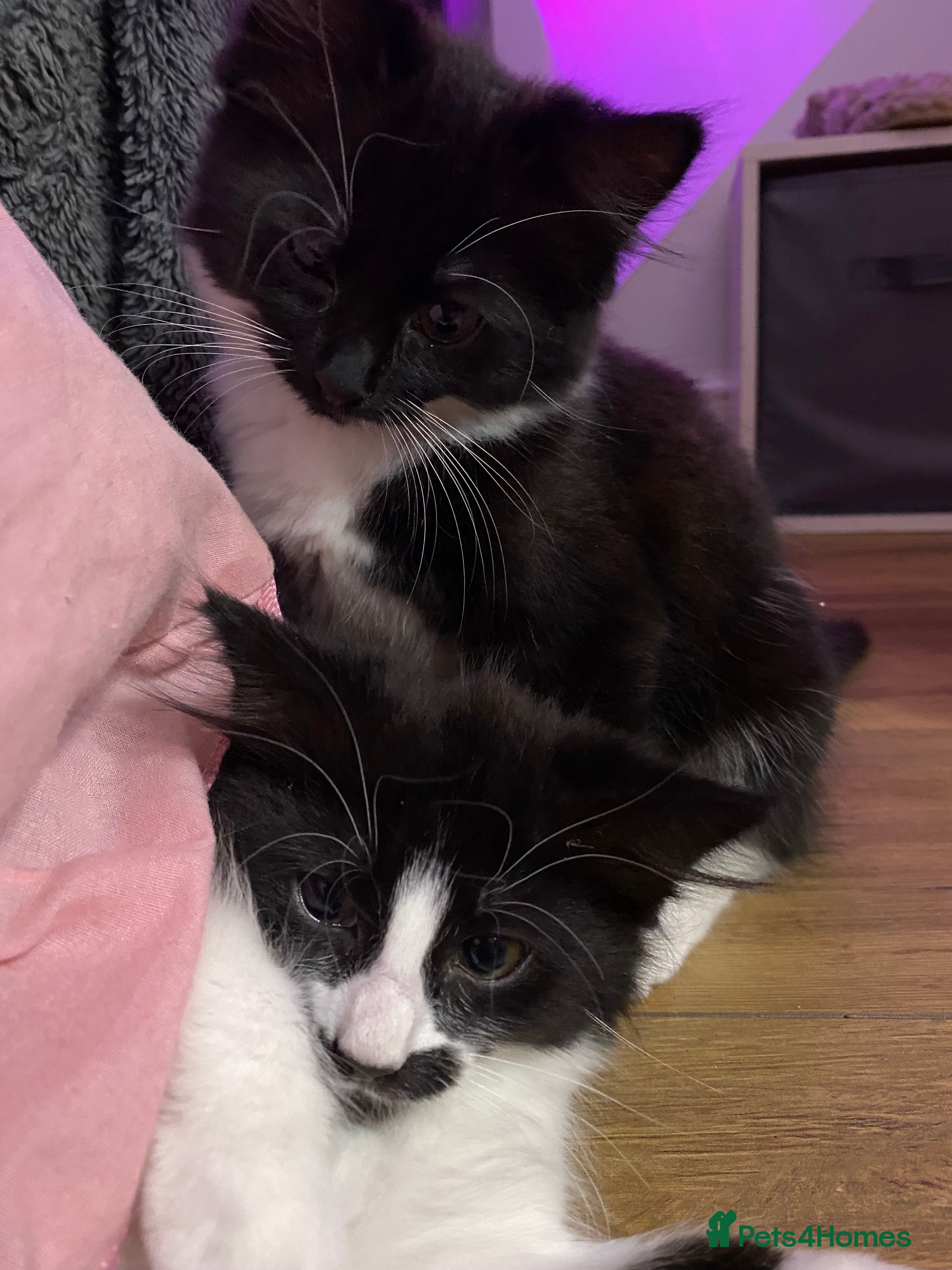 Mixed Breed cats for sale: Tuxedo kittens looking for their forever homes  - Advert 15