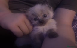 Ragdoll cats for sale: One gorgeous pedigree Ragdoll kitten available  - Image 3