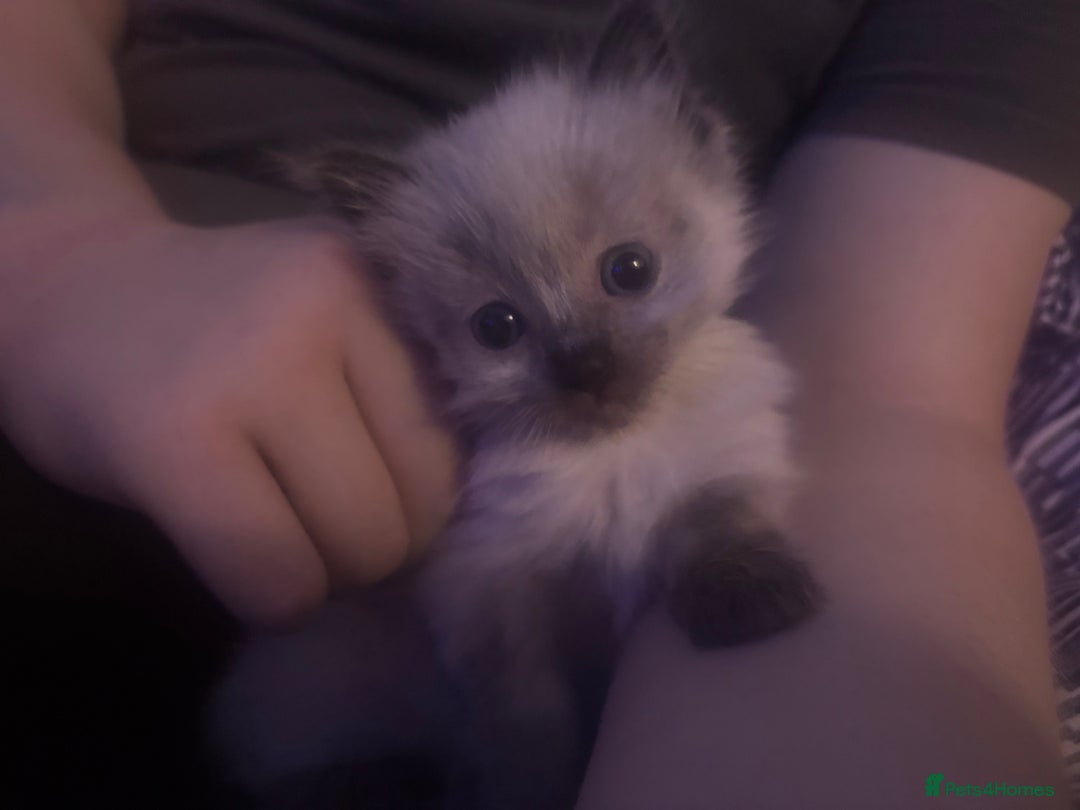 Ragdoll cats for sale: One gorgeous pedigree Ragdoll kitten available  - Image 3