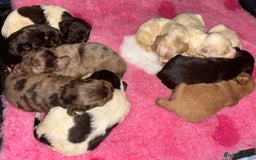 Cocker Spaniel dogs for sale: 🌟 cocker spaniel puppies 🌟 - Image 22