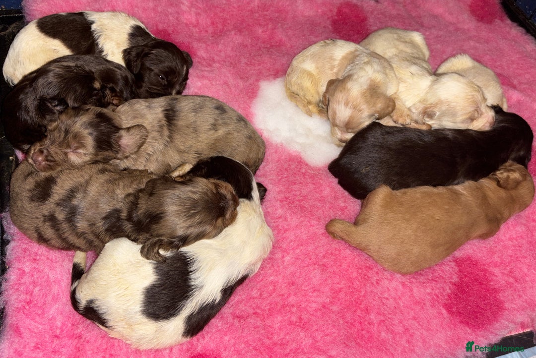 Cocker Spaniel dogs for sale: 🌟 cocker spaniel puppies 🌟 - Image 22