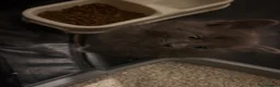 Korat cats for sale: Kittens - Advert 27