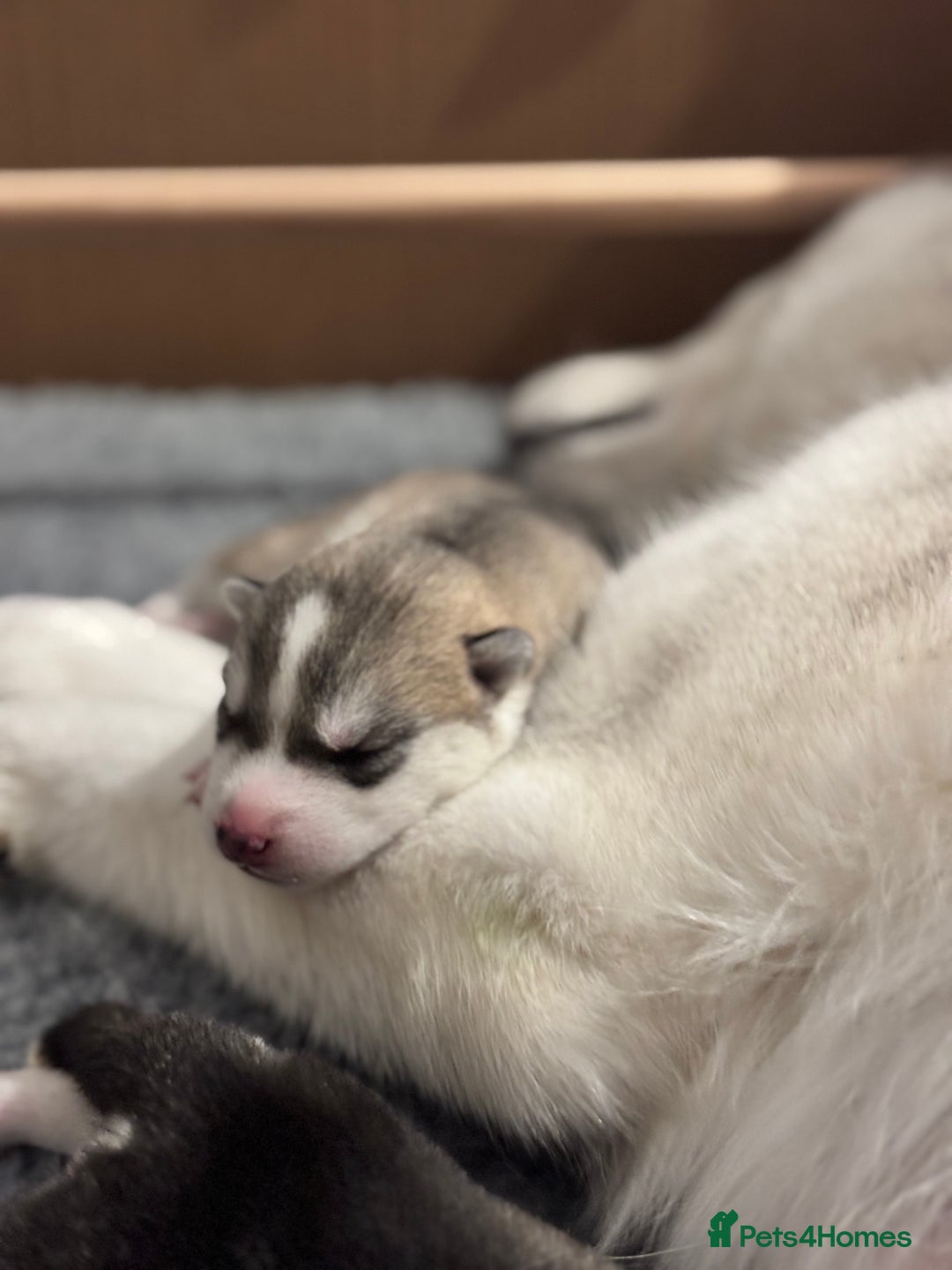 Siberian Husky dogs for sale: Beautiful Siberian Husky - Image 9