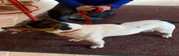 Jack Russell dogs for sale: Jack Russell puppy’s  - Advert 3