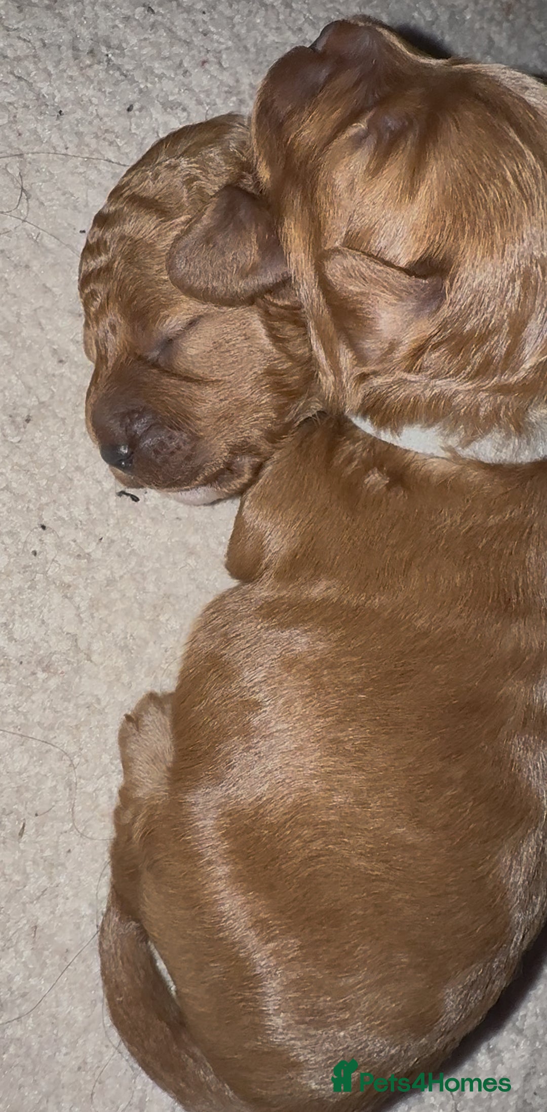 Cockapoo dogs for sale: Championship bloodline F1B toy Cockapoos  - Advert 16