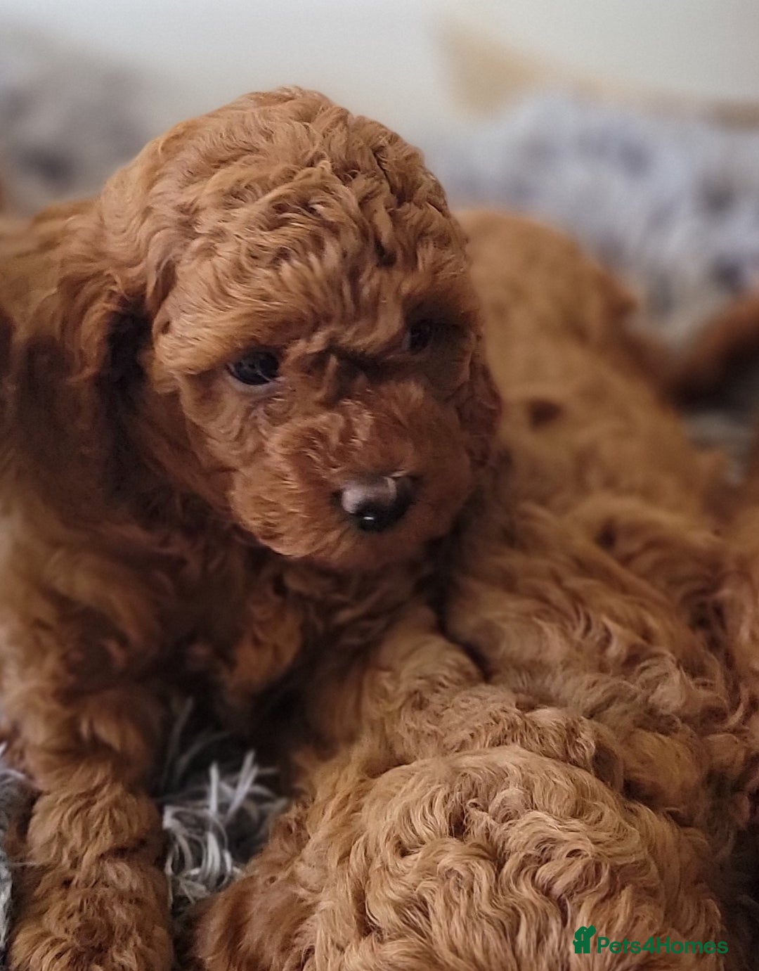 Miniature Poodle dogs for sale: Miniature Red Poodle KC Reg Full Pedigree - Image 14
