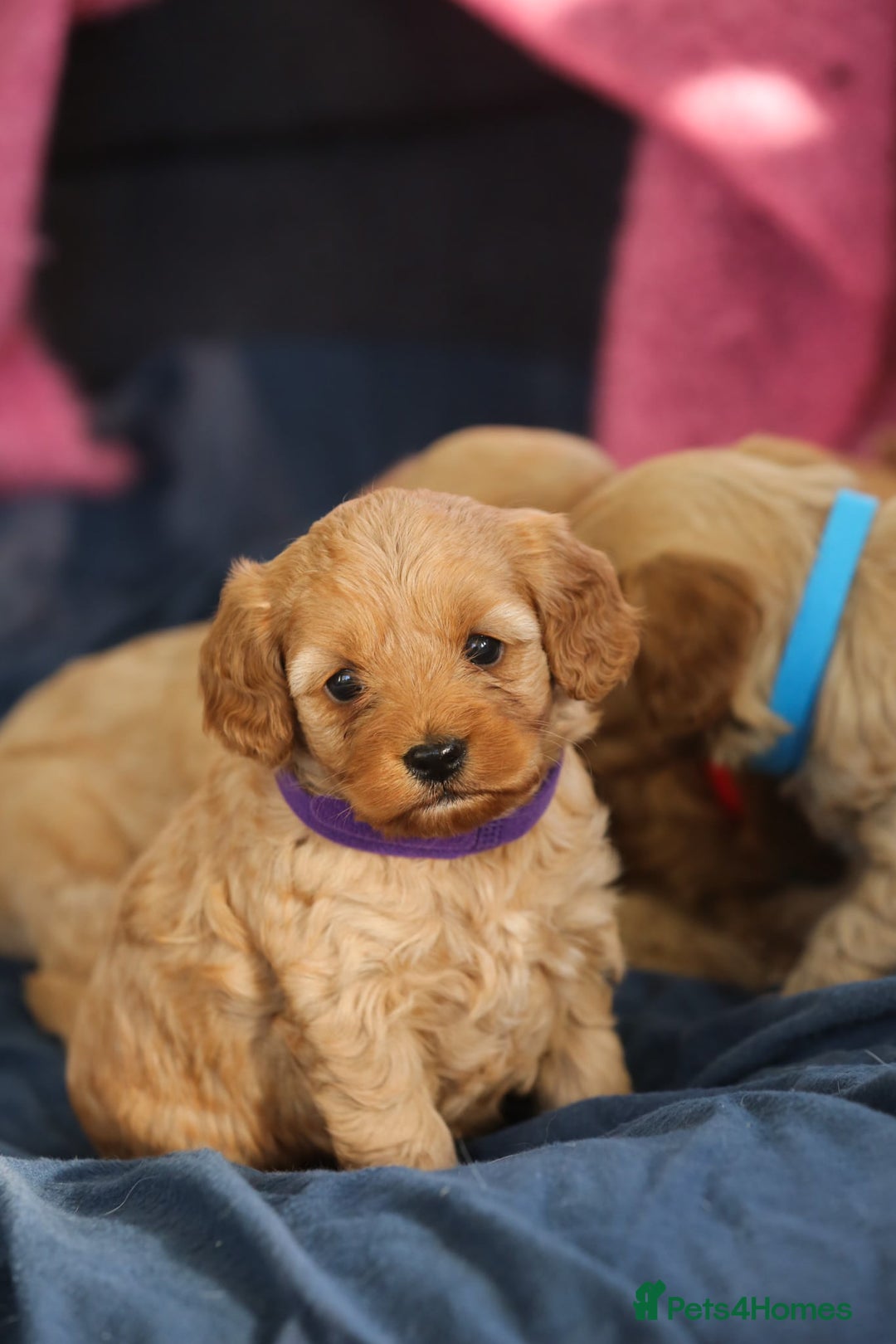 Cavapoo dogs for sale: Beautiful F1 Cavapoo puppies  - Advert 6