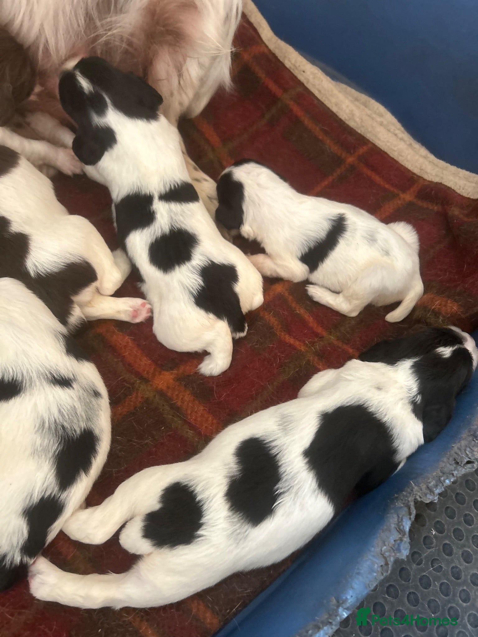 English Springer Spaniel dogs Beautiful litter of KC English Springer spaniel  - Advert 2