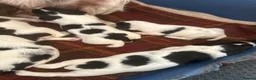 English Springer Spaniel dogs for sale: Beautiful litter of KC English Springer spaniel  - Advert 2