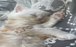 Maine Coon cats for sale: Purebred Maine Coon kittens for sale. - Image 4