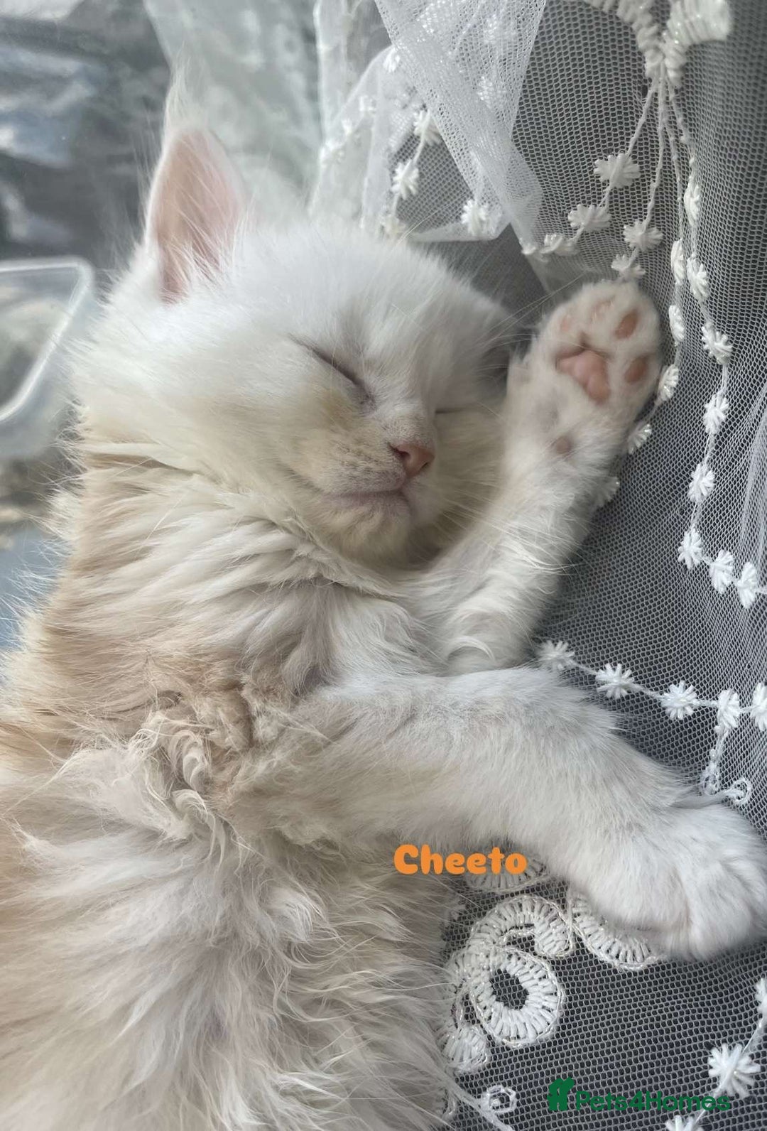 Maine Coon cats for sale: Purebred Maine Coon kittens for sale. - Image 4