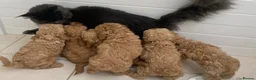 Cockapoo dogs for sale: Delightful cockapoo pups - Advert 17