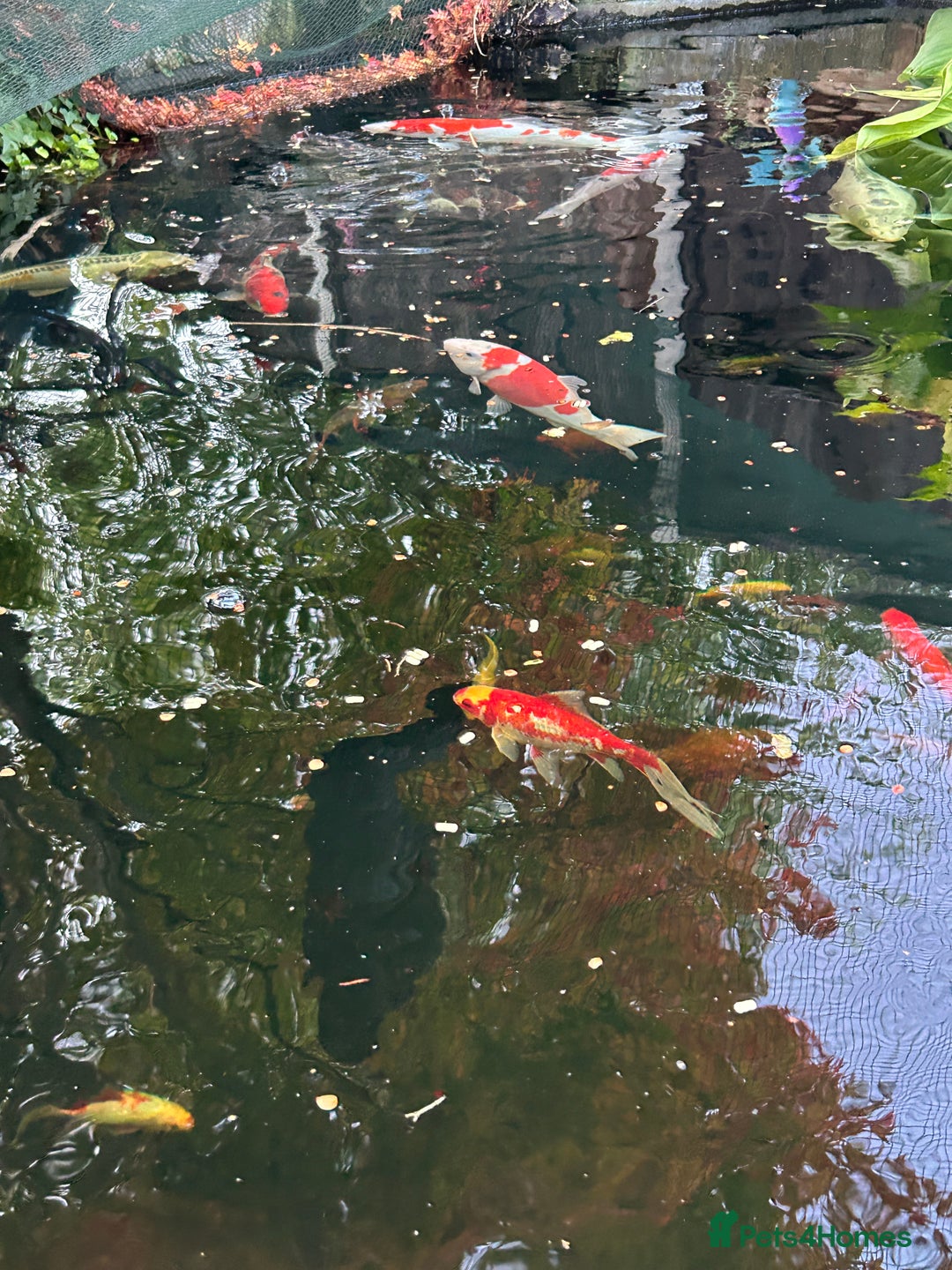 Koi Carp fish for sale: koi fish and various other fish - Image 15